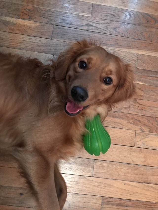 Illustration de l'article : Effrayé à l'idée de prendre un bain, ce chien soutient ses propriétaires quand vient leur tour